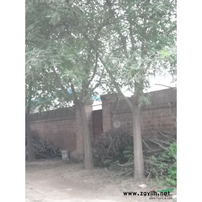 供应大量国槐、白杨、速生柳等各类苗木