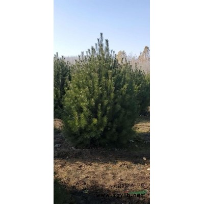 精品3米白皮松，价格优惠