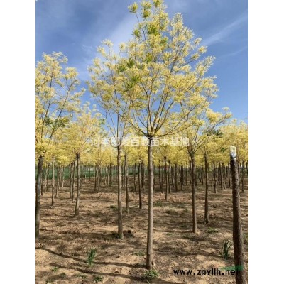 黄山栾-黄山栾价格-栾树价格-河南栾树-栾树基地-精品栾树