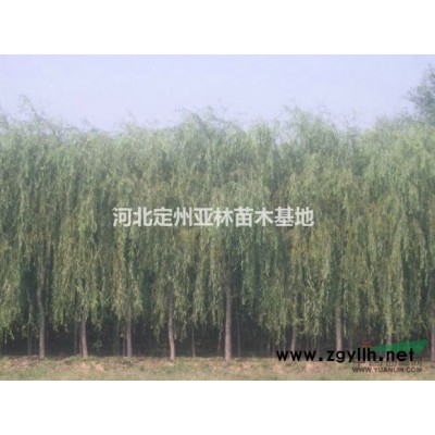 白皮松 白皮松价格 白皮松绿化苗木基地