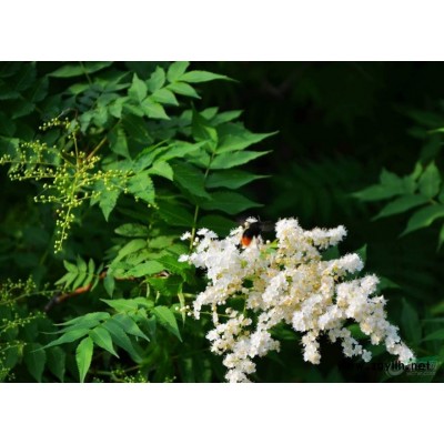 国槐图片 速生国槐 国槐小苗 国槐价格