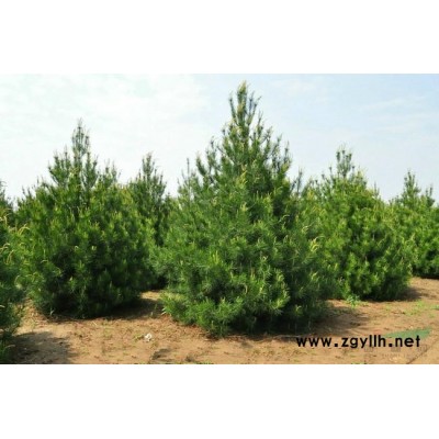 占地白皮松、1米5白皮松、3米白皮松、5米白皮松、1-5米白皮松、营养袋白皮松、优质白皮松