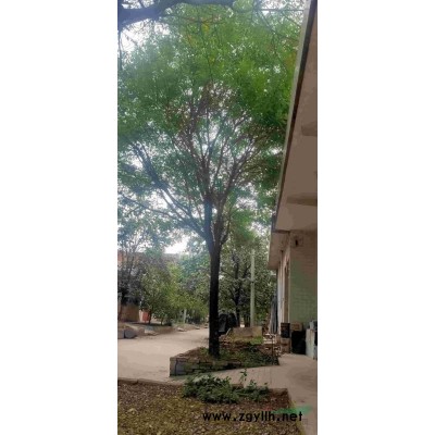 皂角树胸劲15公分到35公分，国槐树18到25公分