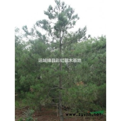 河北占地白皮松2米占地白皮松价格2.5米占地白皮松价格
