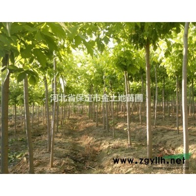 华北*大绿化苗木国槐金枝槐金叶槐批发基地市场供货商