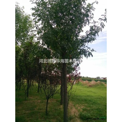 河北保定供应优质国槐