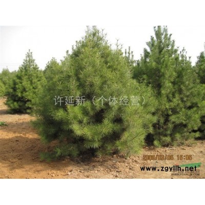 白皮松 山东 日照