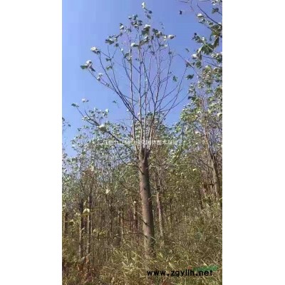 江西栾树，江西九江大量供应栾树，九江栾树报价