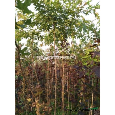 白皮松20-30公分高