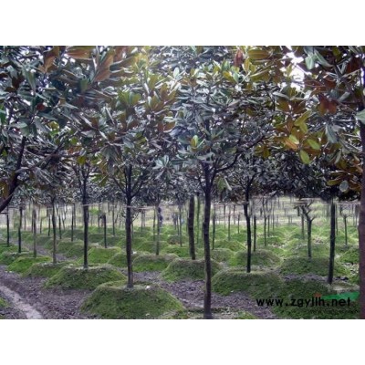 国槐苗批发/河南国槐苗批发/特价批发河南国槐苗