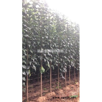 黄山栾树，10公分栾树