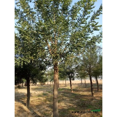 国槐8-30公分