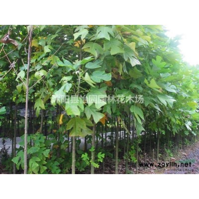 栾树，新栾树报价，栾树基地直销，各种规格栾树工程绿化用苗