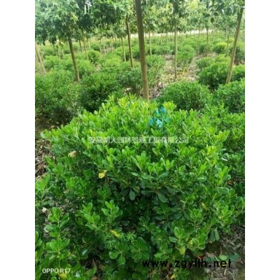 安徽滁州，栾树，精品栾树，黄山栾树