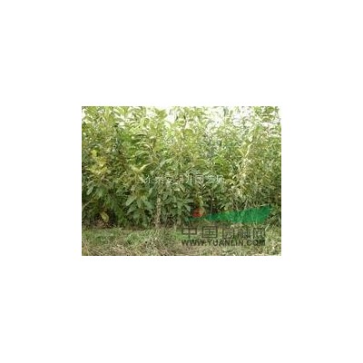 [*]便宜白皮松/山东白皮松价格*栽培技术