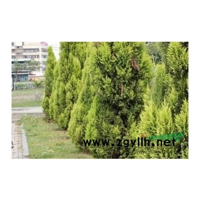 低价批发雪松、华山松、白皮松！