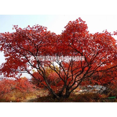 基地长期供应各种规格-龙爪槐国槐白蜡