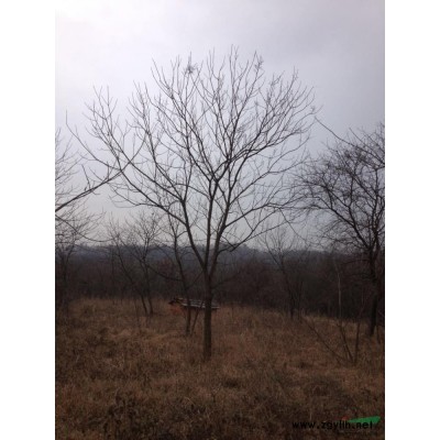 常年供应大小规格实生移栽朴树，黄连木，国槐，榔榆，乌桕等苗木