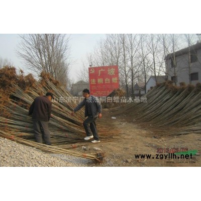 山东济宁国槐小苗价格，济宁苗木基地