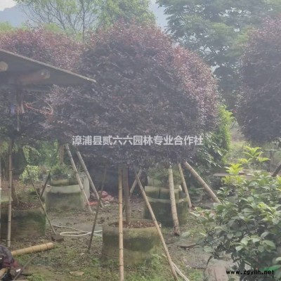 黄山栾树8公分，高3米，价格350行情报价/黄山栾树8公分，高3米，价格350图片展示