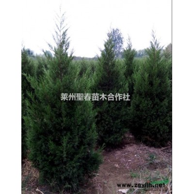 山东省莱州供应胸径3-30cm国槐