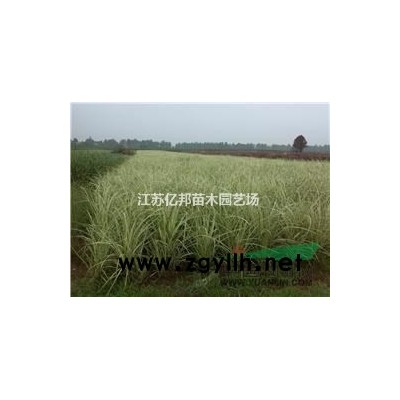 金枝国槐  国槐   黄金槐  金枝国槐苗  国槐苗