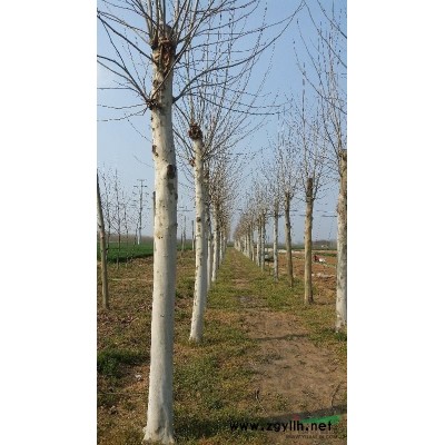 速生法桐 白蜡 国槐 北栾