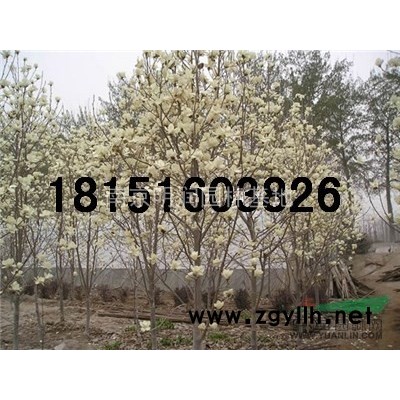 国槐产地价格详情