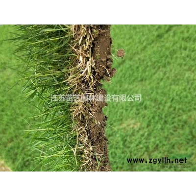 黄山栾树批发-黄山栾树价格-黄山栾树图片-栾树基地-栾树报价