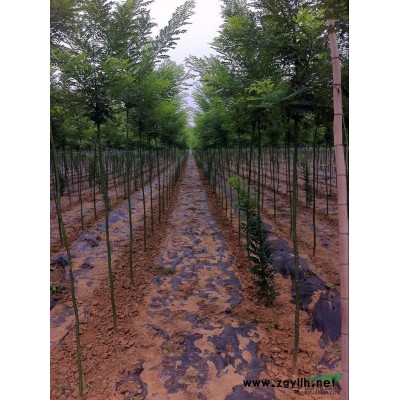 供应4公分国槐山东