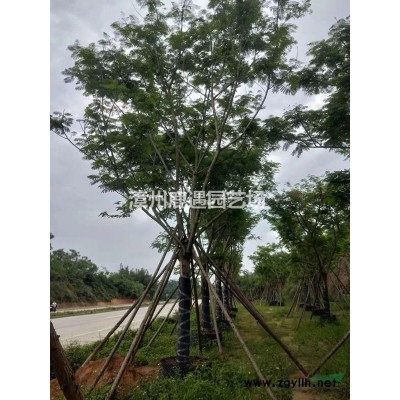 台湾栾树5-8-10-12-15价格 台湾栾树基地批发报价