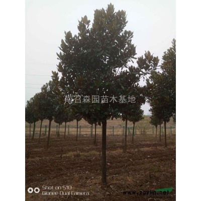 北栾，北京栾树，栾树量大