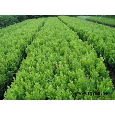 江苏黄山栾树信息