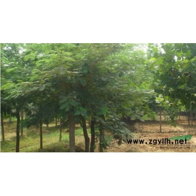 江苏处理8-15公分马褂木、5-10公分广玉兰、8-15公分栾树*新报价/处理8-15公分马褂木、5-10公分广玉兰、8-15公分栾树图片