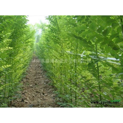 国槐 抚宁国槐价格