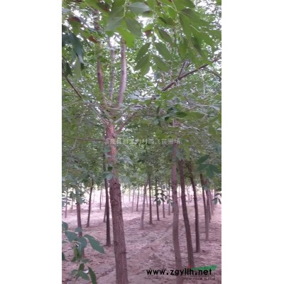 国槐 保定国槐价格 秋天对国槐价格的影响 河北国槐