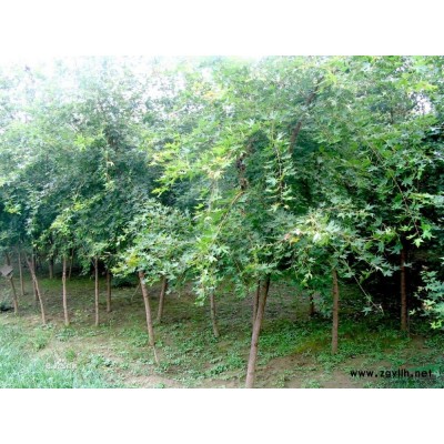 国槐批发，就到聚祥国槐种植基地 口碑好信得过