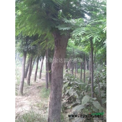 基地-基地供应商-供应国槐基地山东国槐树价格