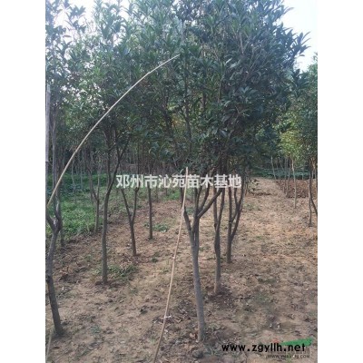 河南省邓州市供应10--15公分栾树
