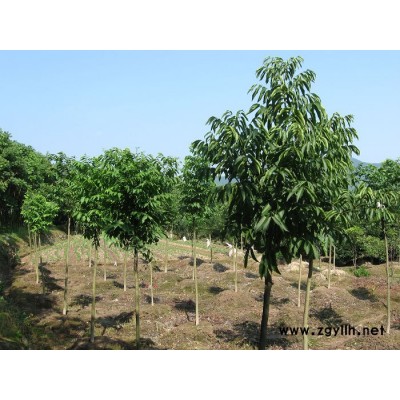 各种规格栾树