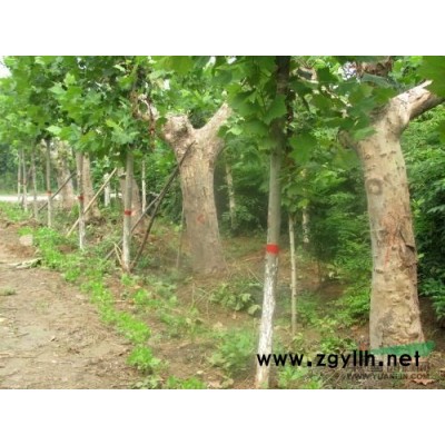 速生国槐图片\速生国槐报价