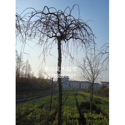 栾树行情报价\栾树图片展示