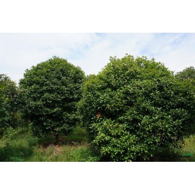 上虞苗圃处理米2-3的栾树