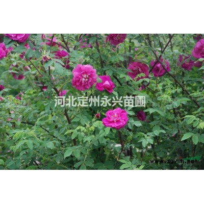 河北栾树，栾树基地，栾树报价