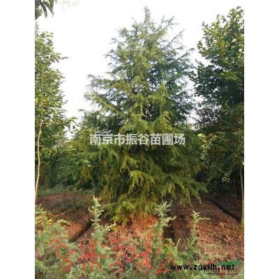南京地区供应10一20公分栾树