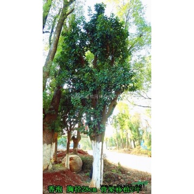 栾树 栾树价格 黄山栾树 截杆栾树 15公分栾树