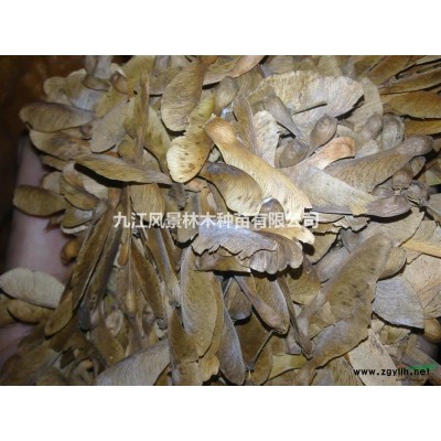 九江核桃.九江国槐林木种子..九江种子供应..国槐种子价格