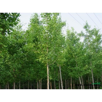国槐*新价格/国槐报价