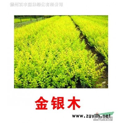 国槐、紫叶李、丁香