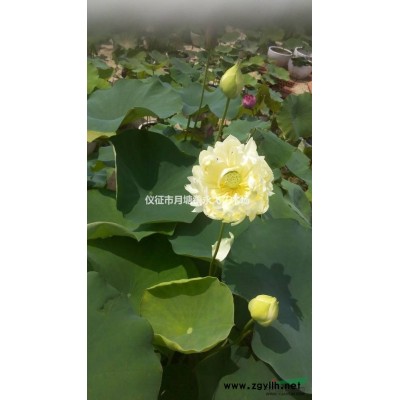 栾树 栾树价格 江苏栾树